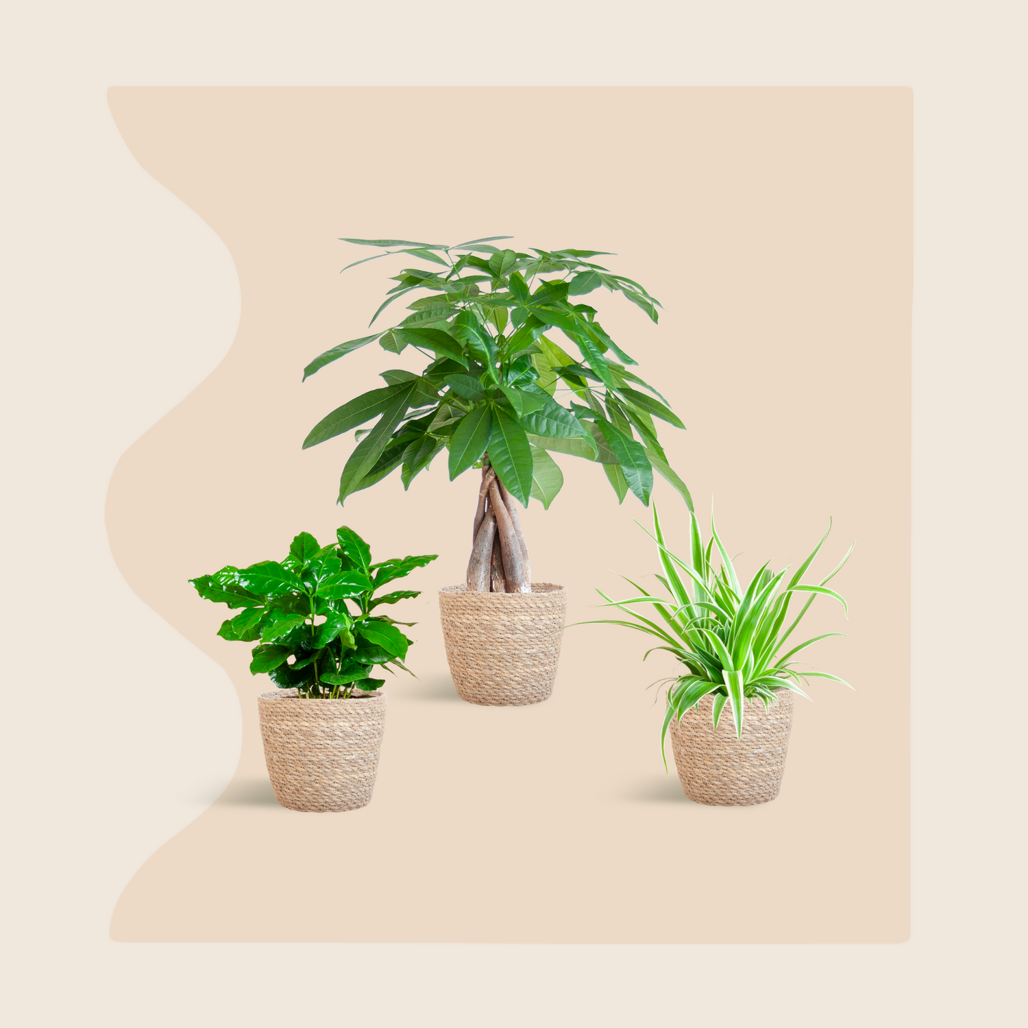 La Jungle Douce - small