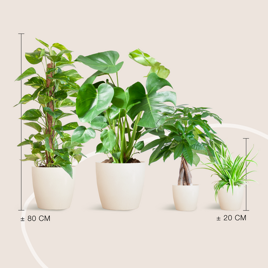 Maison Verte - medium