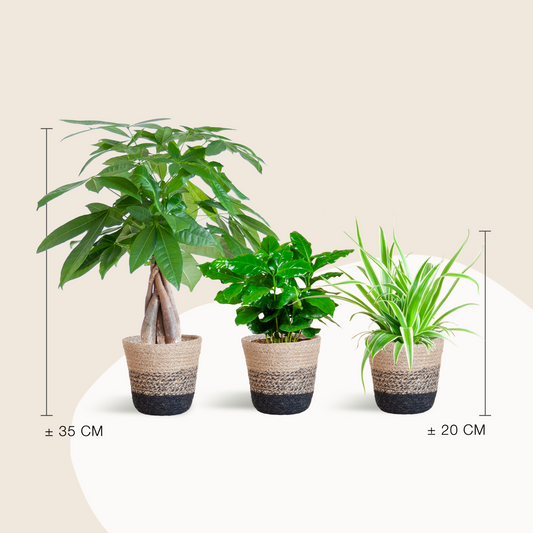 Souffle Vert - small