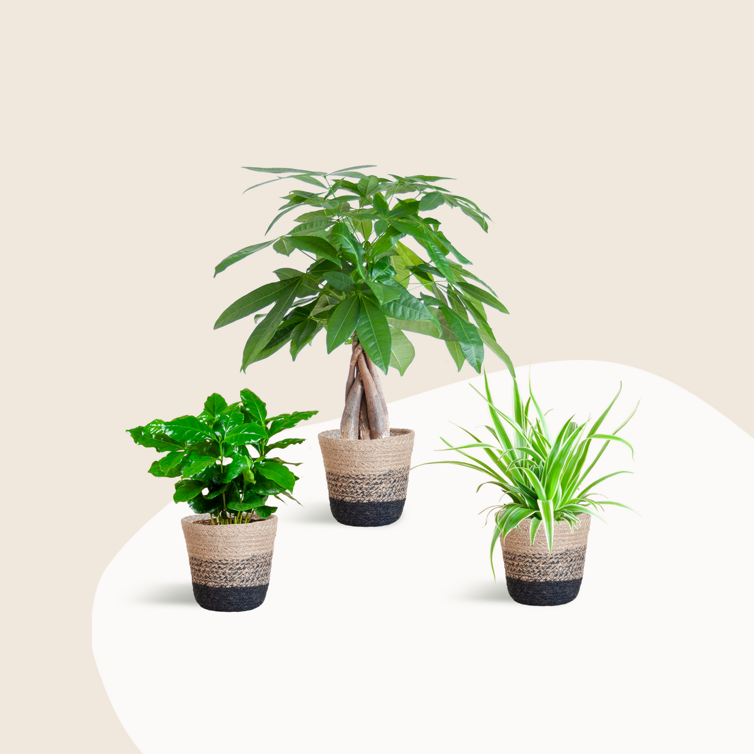 Souffle Vert - small