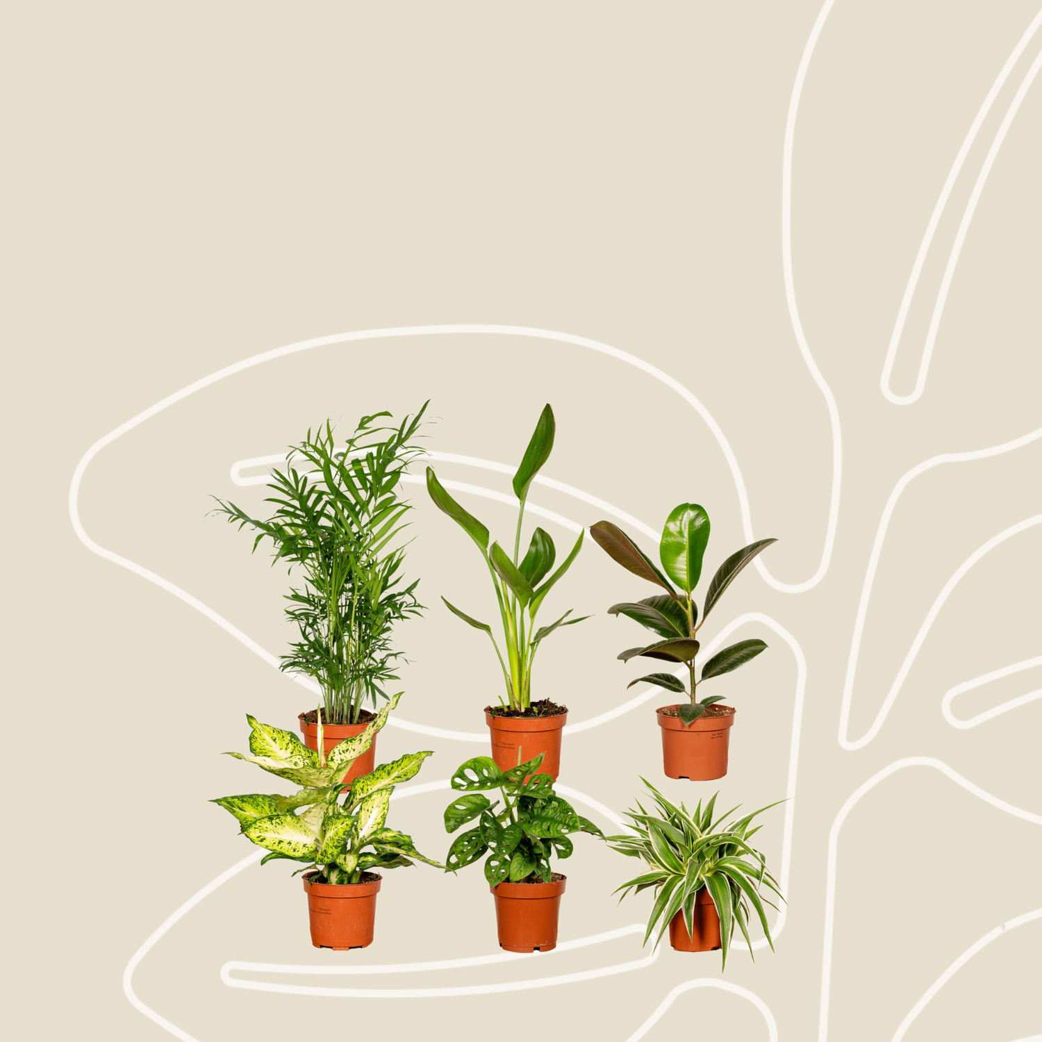 Verrassingsbox - Ø12cm - ↕25cm - x6