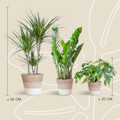 Boîte Verte - medium