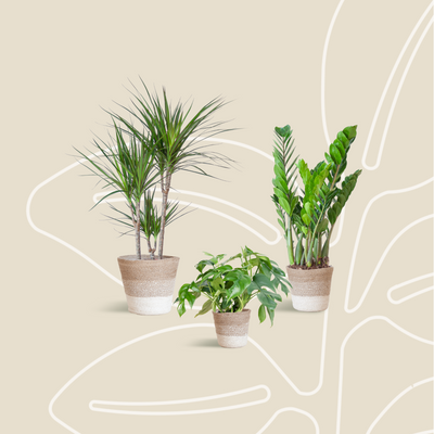 Boîte Verte - medium