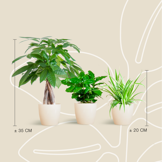 Jardin Secret - small