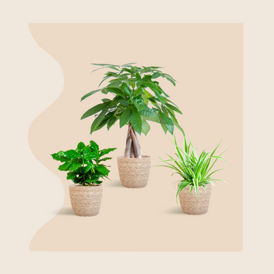 La Jungle Douce - small