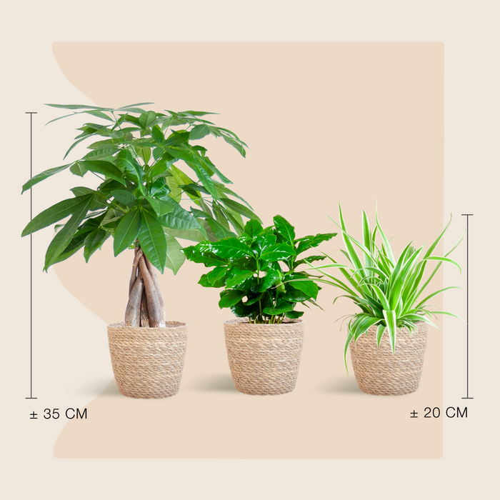 La Jungle Douce - small