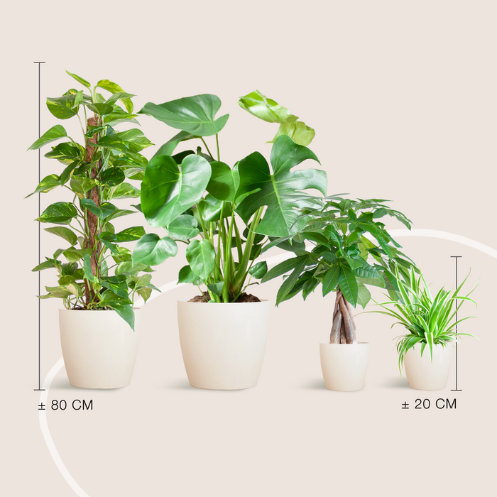 Maison Verte - medium