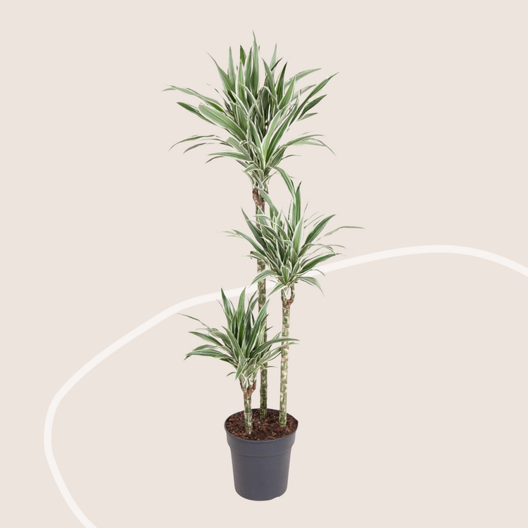Elio