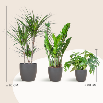 Petite Jungle - medium