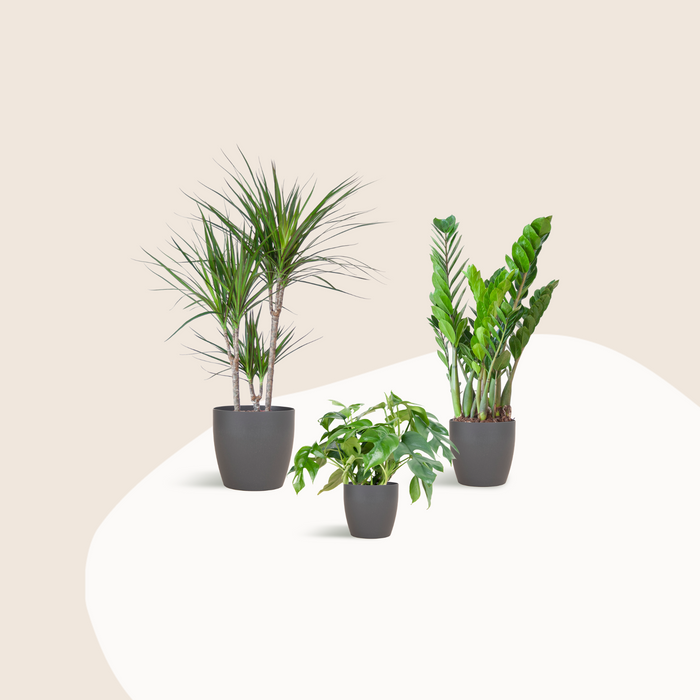 Petite Jungle - medium