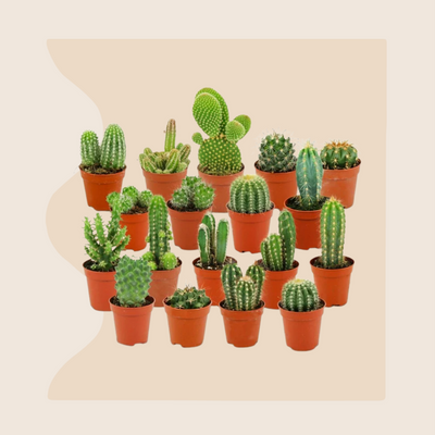Jardin Suprême