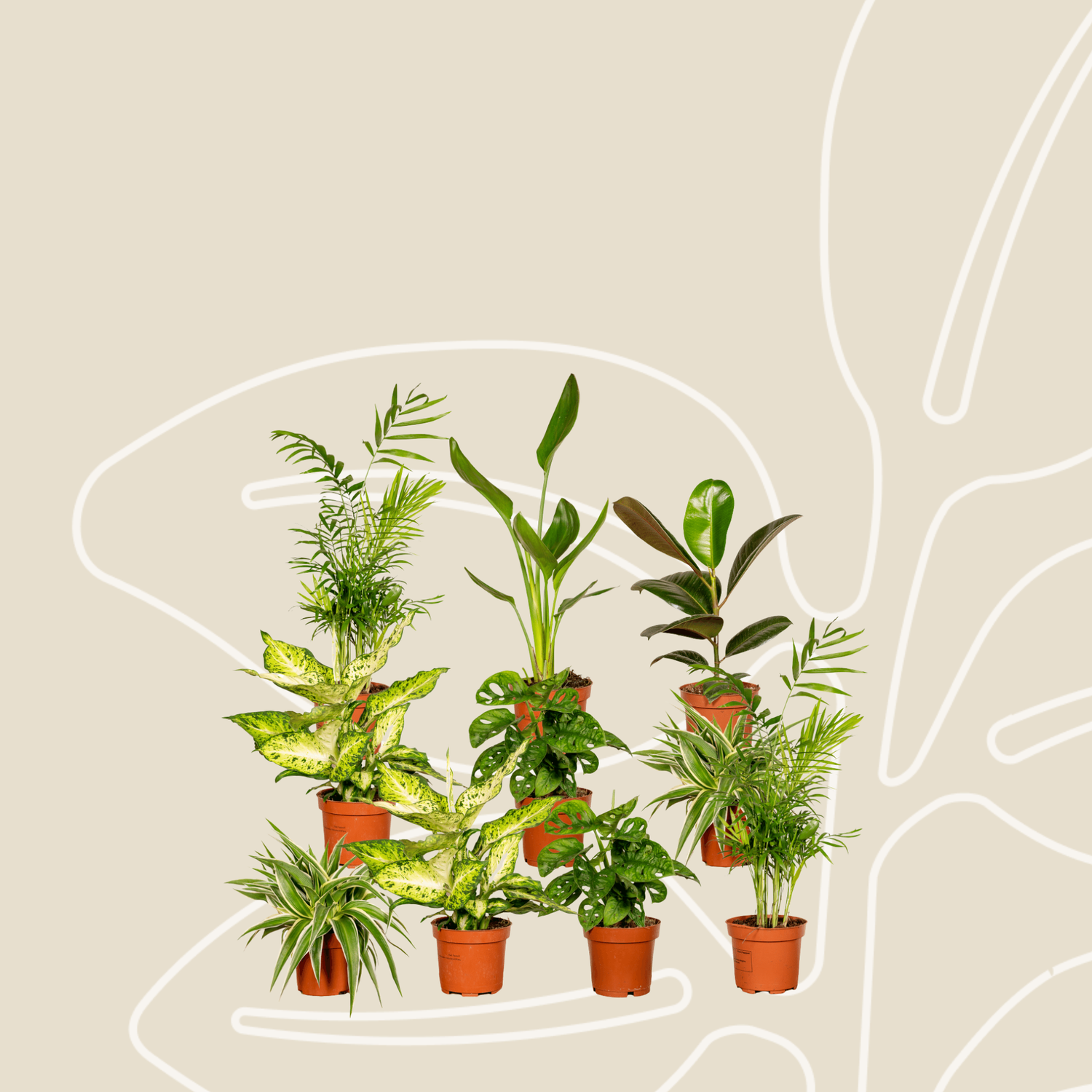 Verrassingsbox - Ø12cm - ↕25cm - x10