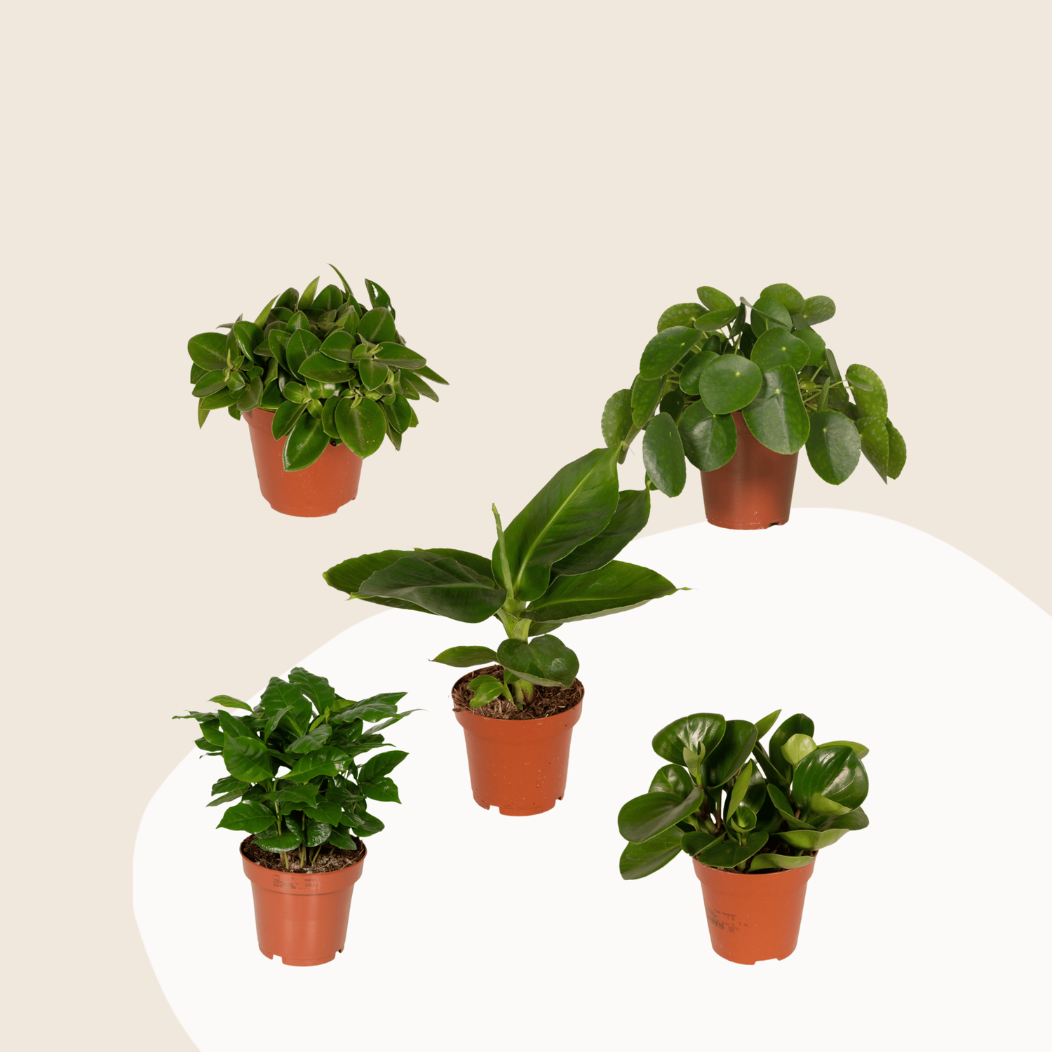 Verrassingsbox - Ø12cm - ↕25cm - x5