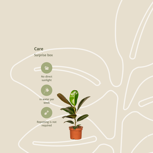 Verrassingsbox - Ø12cm - ↕25cm - x10