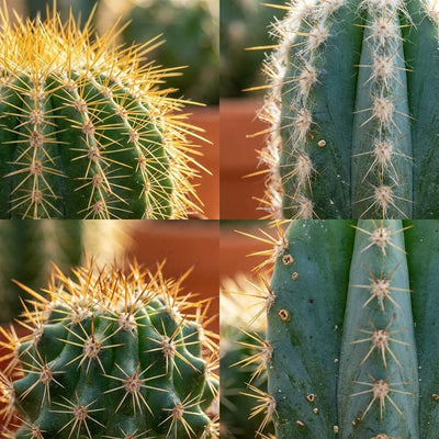 Jardin Suprême