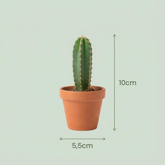 Jardin Suprême