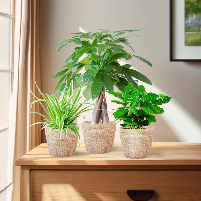 La Jungle Douce - small