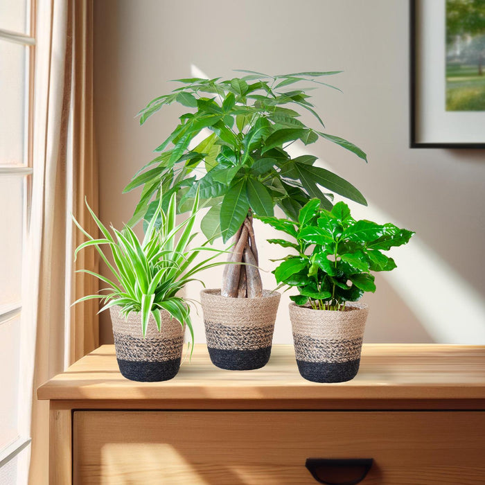 Souffle Vert - small